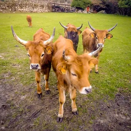 Dom wakacyjny Refugio Do Oscar *