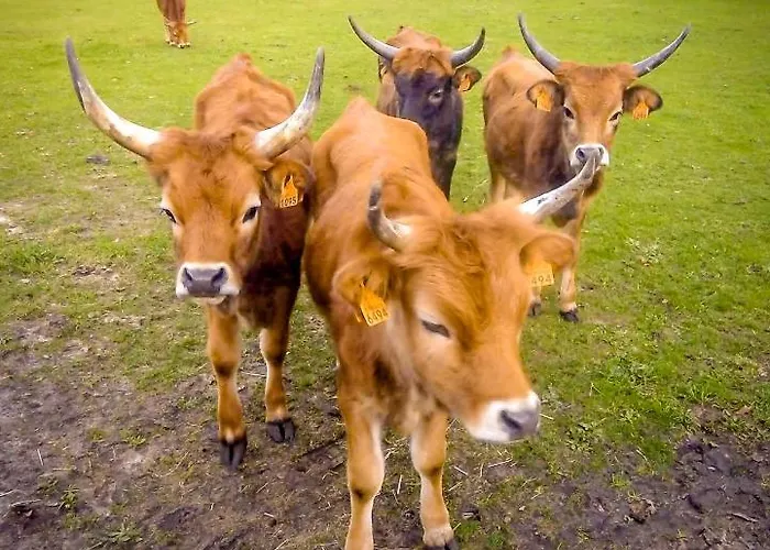 Holiday home Refugio Do Oscar *